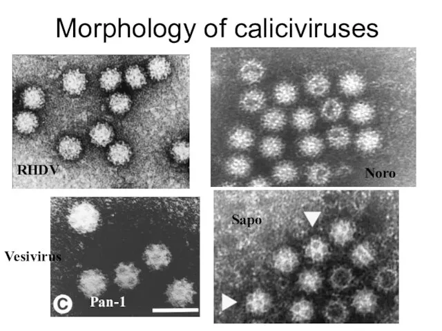 Morphology of caliciviruses RHDV Pan-1 Noro Sapo Vesivirus