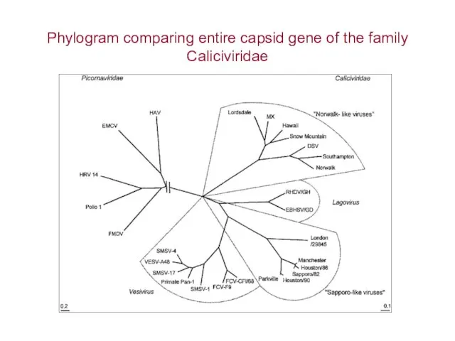 Phylogram comparing entire capsid gene of the family Caliciviridae