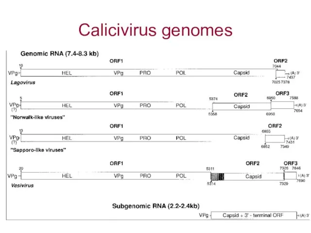 Calicivirus genomes