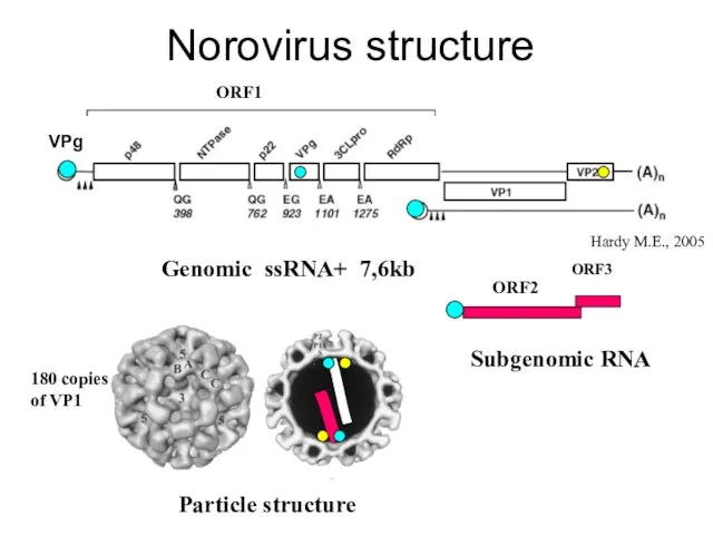 Norovirus structure ORF2 ORF3 Genomic ssRNA+ 7,6kb Subgenomic RNA 5’ 3’