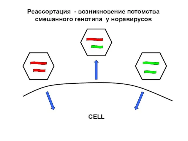 CELL Реассортация - возникновение потомства смешанного генотипа у норавирусов