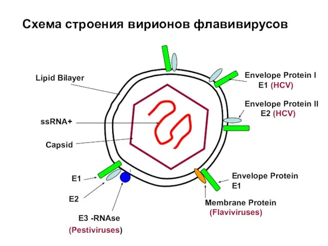 Схема строения вирионов флавивирусов Lipid Bilayer ssRNA+ Capsid Envelope Protein I