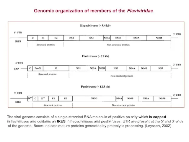 Genomic organization of members of the Flaviviridae The viral genome consists
