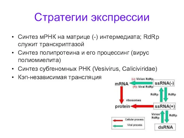 Стратегии экспрессии Синтез мРНК на матрице (-) интермедиата; RdRp служит транскриптазой