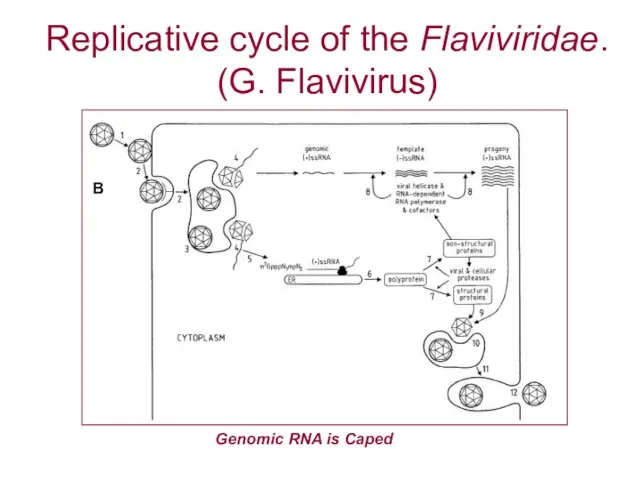Replicative cycle of the Flaviviridae. (G. Flavivirus) B Genomic RNA is Caped