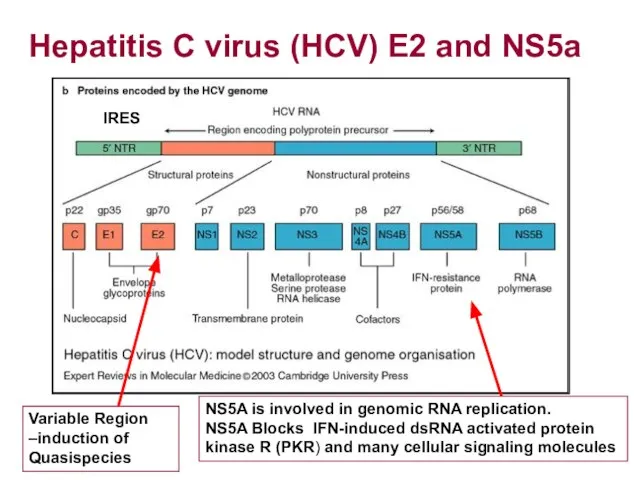 Hepatitis C virus (HCV) E2 and NS5a IRES NS5A is involved