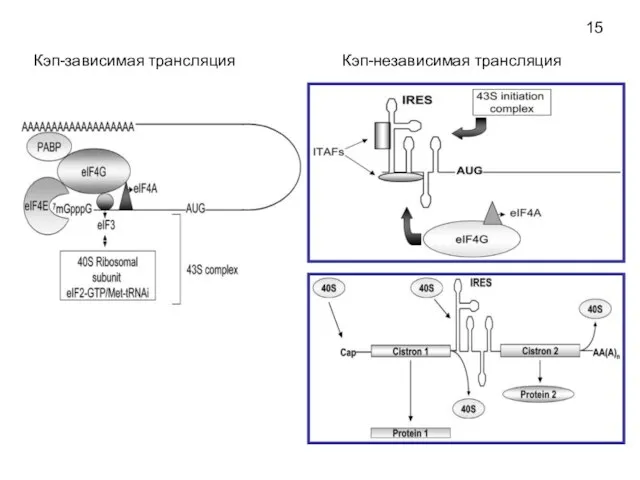 Кэп-зависимая трансляция 15 Кэп-независимая трансляция