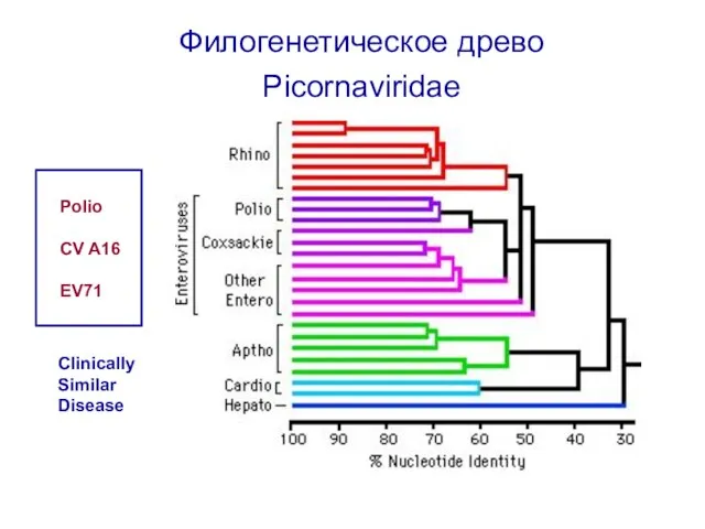 Филогенетическое древо Picornaviridae Polio CV A16 EV71 Clinically Similar Disease