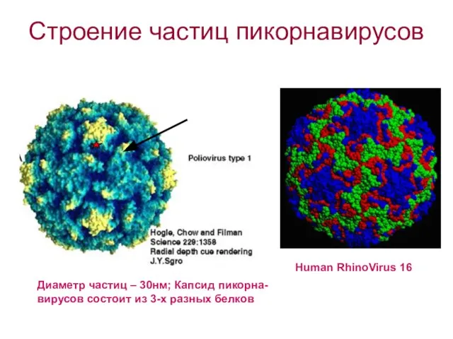 Строение частиц пикорнавирусов Диаметр частиц – 30нм; Капсид пикорна- вирусов состоит