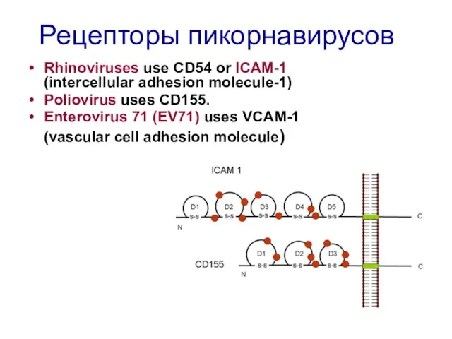 Рецепторы пикорнавирусов Rhinoviruses use CD54 or ICAM-1 (intercellular adhesion molecule-1) Poliovirus