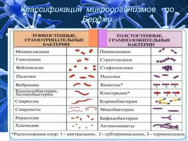 Классификация микроорганизмов по Берджи