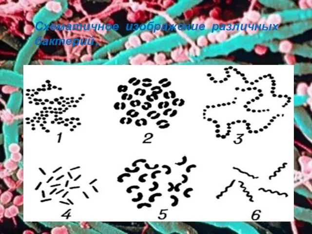 Схематичное изображение различных бактерий. 1. Стафилококки 2. Диплококки 3. Стрептококки 4. Бактерии 5. Вибрионы 6. Спирохеты