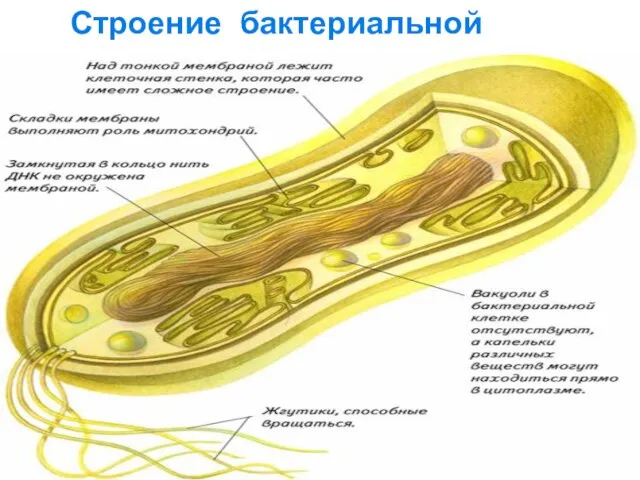 Строение бактериальной клетки.
