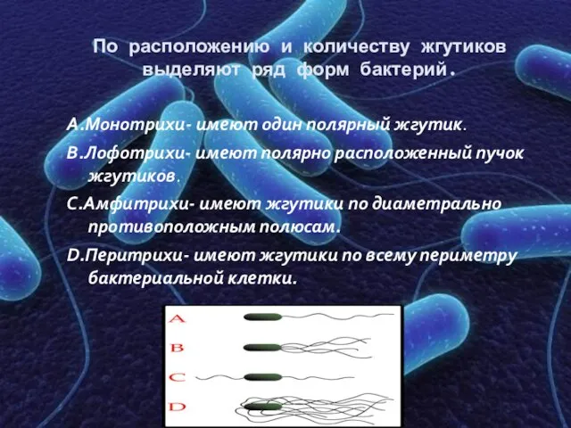 По расположению и количеству жгутиков выделяют ряд форм бактерий. А.Монотрихи- имеют