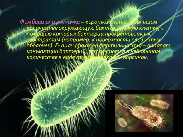 Фимбрии или реснички – короткие нити, в большом количестве окружающую бактериальную