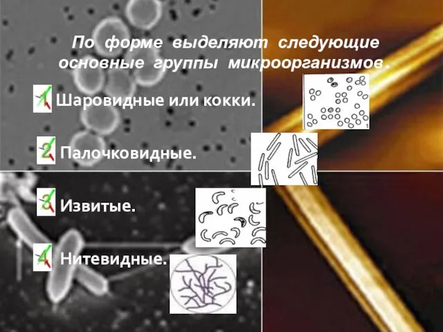 По форме выделяют следующие основные группы микроорганизмов. Шаровидные или кокки. Палочковидные. Извитые. Нитевидные.