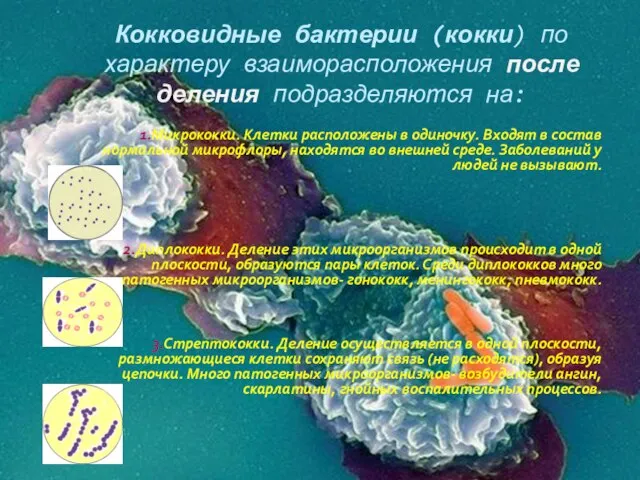 Кокковидные бактерии (кокки) по характеру взаиморасположения после деления подразделяются на: 1.Микрококки.