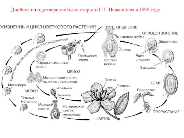 Двойное оплодотворение было открыто С.Г. Навашином в 1898 году