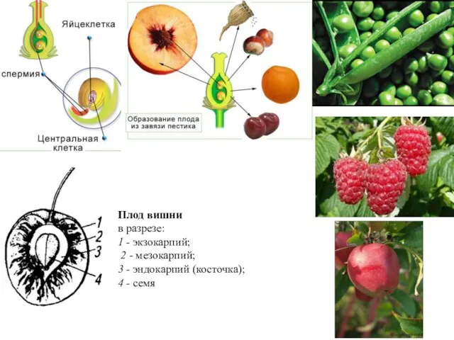 Плод Плод вишни в разрезе: 1 - экзокарпий; 2 - мезокарпий;