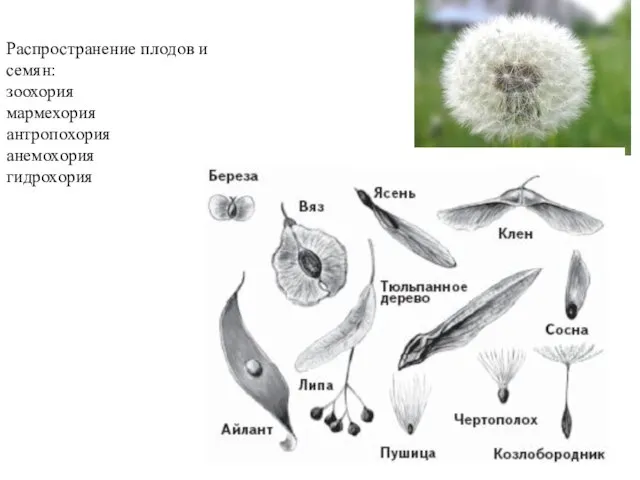 Распространение плодов и семян: зоохория мармехория антропохория анемохория гидрохория
