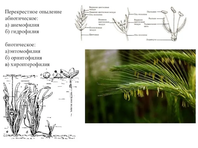 Перекрестное опыление абиотическое: а) анемофилия б) гидрофилия биотическое: а)энтомофилия б) орнитофилия в) хироптерофилия