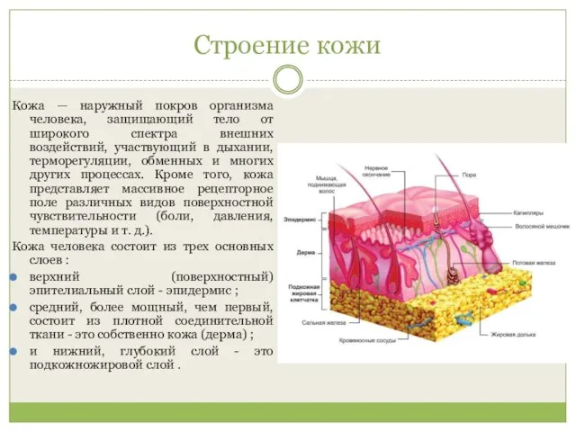 Строение кожи Кожа — наружный покров организма человека, защищающий тело от