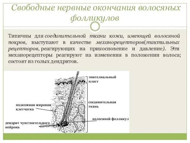 Свободные нервные окончания волосяных фолликулов Типичны для соединительной ткани кожи, имеющей