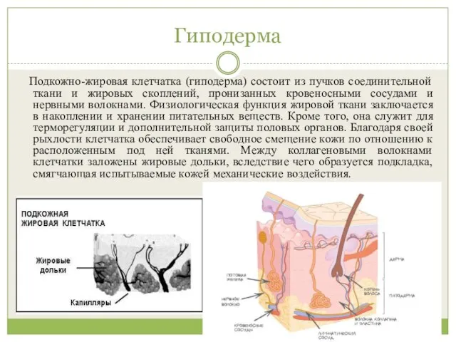 Гиподерма Подкожно-жировая клетчатка (гиподерма) состоит из пучков соединительной ткани и жировых