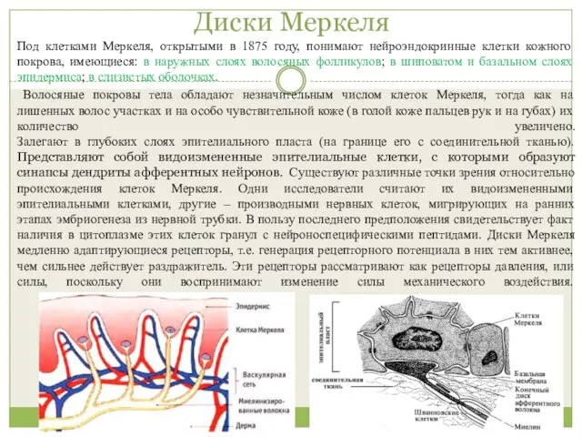 Диски Меркеля Под клетками Меркеля, открытыми в 1875 году, понимают нейроэндокринные