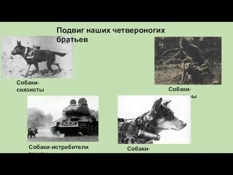 Собаки- связисты Подвиг наших четвероногих братьев Собаки-санитары Собаки-подрывники Собаки-истребители танков