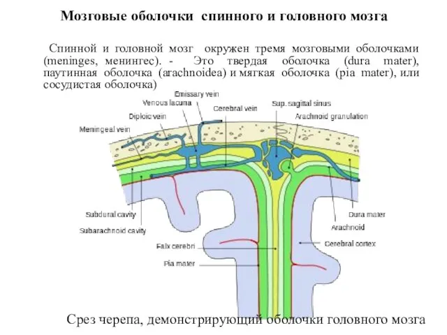 Мозговые оболочки спинного и головного мозга Спинной и головной мозг окружен