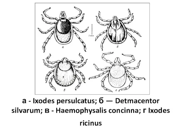 а - Ixodes persulcatus; б — Detmacentor silvarum; в - Haemophysalis concinna; г Ixodes ricinus