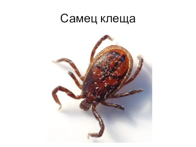 Самец клеща