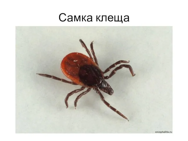 Самка клеща