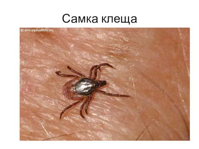 Самка клеща