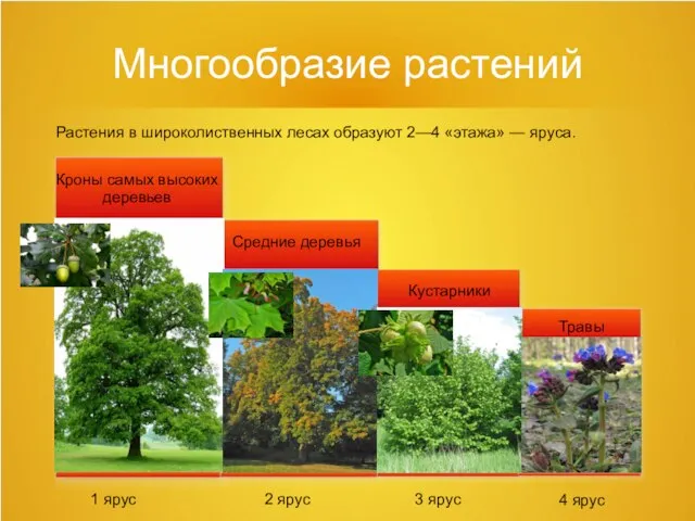 Многообразие растений Растения в широколиственных лесах образуют 2—4 «этажа» — яруса.