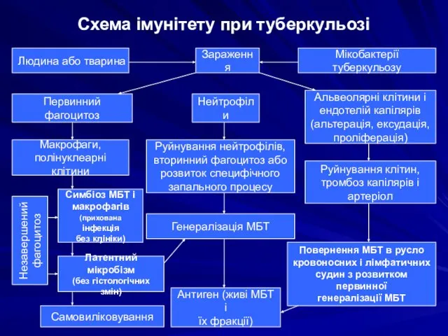 Схема імунітету при туберкульозі Людина або тварина Зараження Мікобактерії туберкульозу Первинний