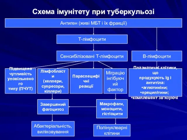 Схема імунітету при туберкульозі Антиген (живі МБТ і їх фракції) Т-лімфоцити