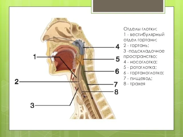 Отделы глотки: 1 - вестибулярный отдел гортани; 2 - гортань; 3