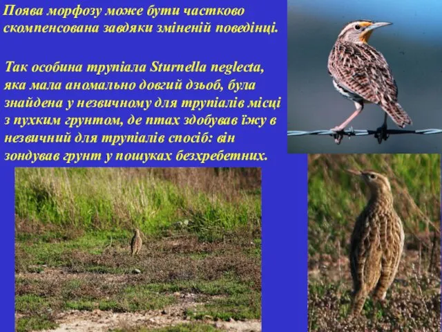 Поява морфозу може бути частково скомпенсована завдяки зміненій поведінці. Так особина