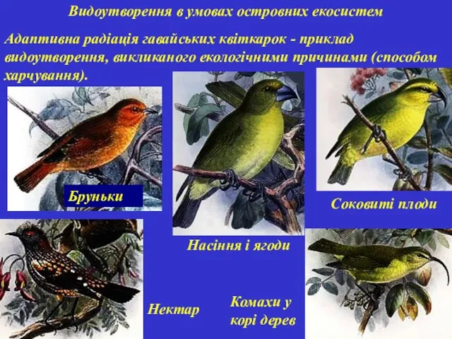 Видоутворення в умовах островних екосистем Адаптивна радіація гавайських квіткарок - приклад