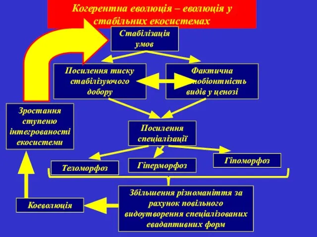 Когерентна еволюція – еволюція у стабільних екосистемах Стабілізація умов