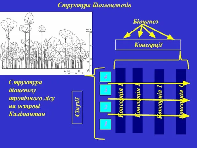 Структура Біогеоценозів Структура біоценозу тропічного лісу на острові Калімантан