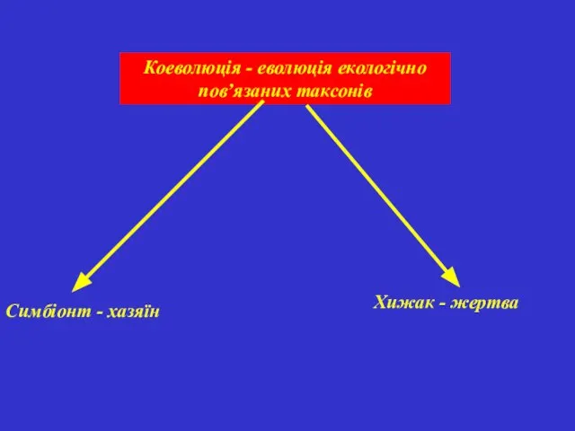 Коеволюція - еволюція екологічно пов’язаних таксонів Хижак - жертва Симбіонт - хазяїн