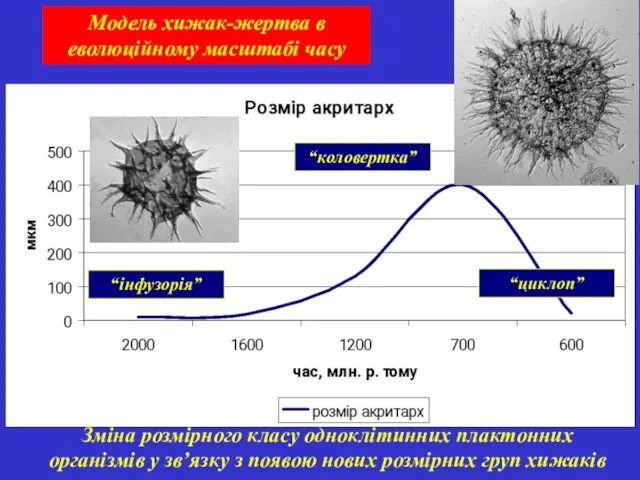 Модель хижак-жертва в еволюційному масштабі часу “інфузорія” “коловертка” “циклоп” Зміна розмірного