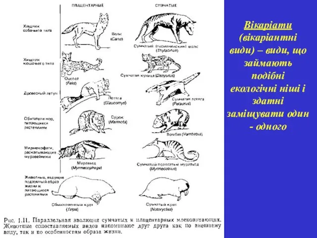 Вікаріати (вікаріантні види) – види, що займають подібні екологічні ніші і здатні заміщувати один - одного