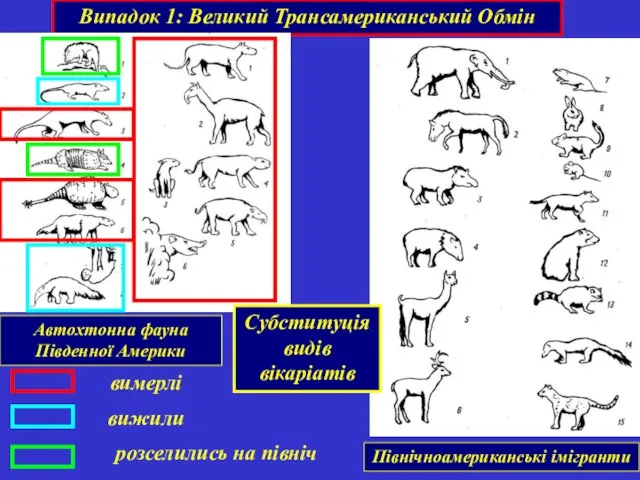 Випадок 1: Великий Трансамериканський Обмін Автохтонна фауна Південної Америки Північноамериканські імігранти