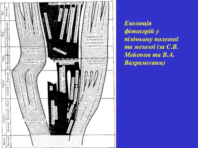 Еволюція фітохорій у піздньому полеозої та мезозої (за С.В.Мейеном та В.А.Вахрамєєвим)