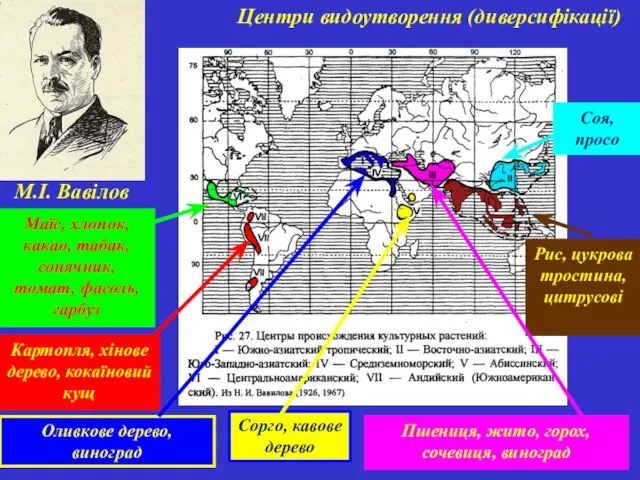 Центри видоутворення (диверсифікації) М.І. Вавілов Рис, цукрова тростина, цитрусові Соя, просо