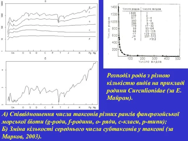 А) Співвідношення числа таксонів різних рангів фанерозойської морської біоти (g-роди, f-родини,